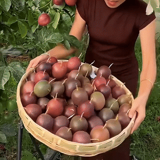 🌱🍈SEMIENKA MUČENKY