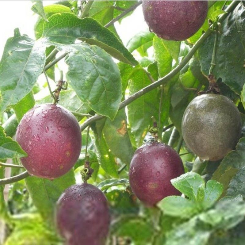 🌱🍈SEMIENKA MUČENKY