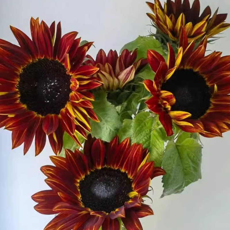 🌻【Ľahko pestovateľné slnečnicové semienka】✨ – Oživte zlaté farby Van Gogha vo svojej záhrade!💫🌞