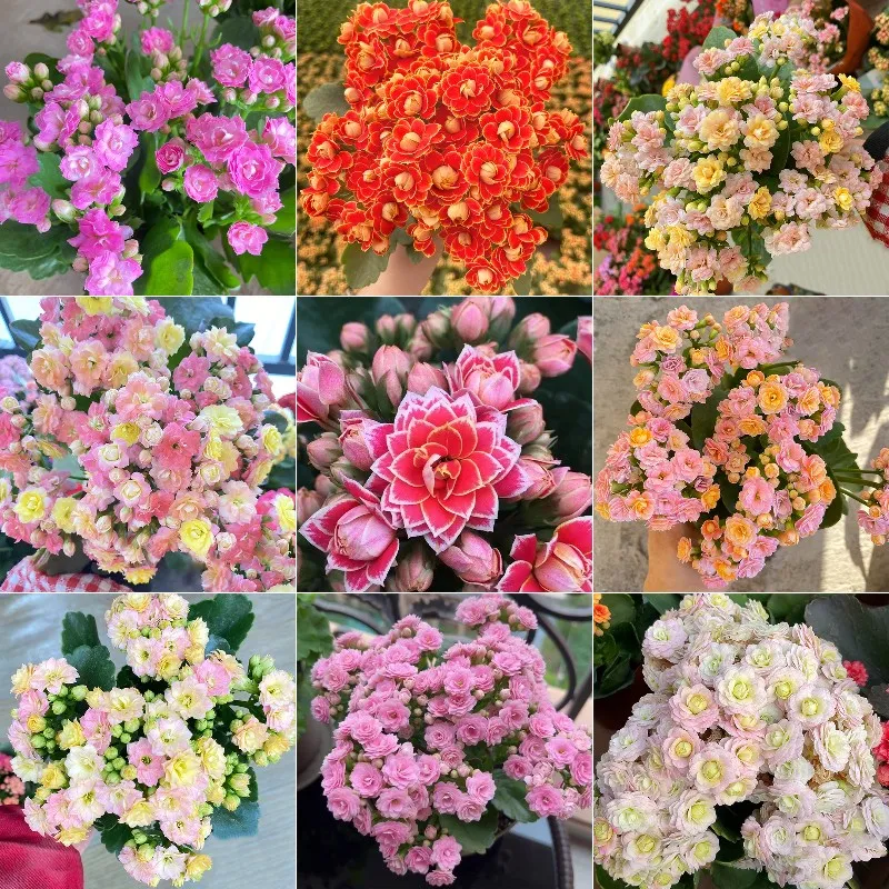 Vzácna dvojitá kalanchoe – kvitne počas všetkých štyroch ročných období 🌸