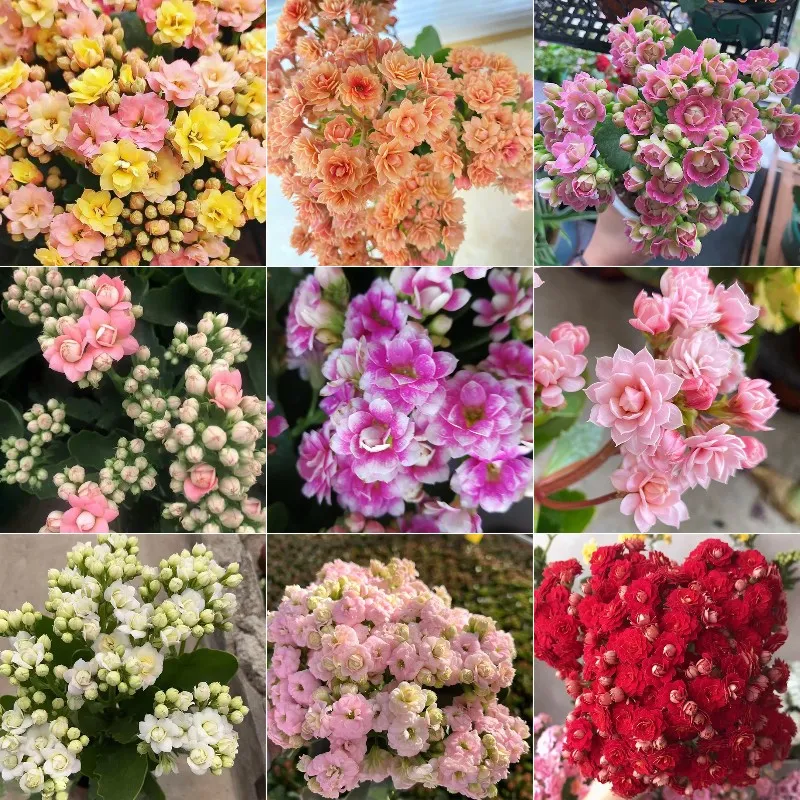 Vzácna dvojitá kalanchoe – kvitne počas všetkých štyroch ročných období 🌸