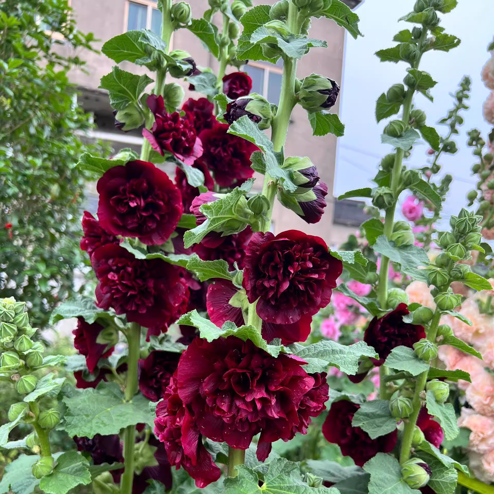 🌺 Vzácne dvojité slezové ruže – Semená odolných trvaliek | Kvitnúce krásy pre tradičnú záhradu 🌿