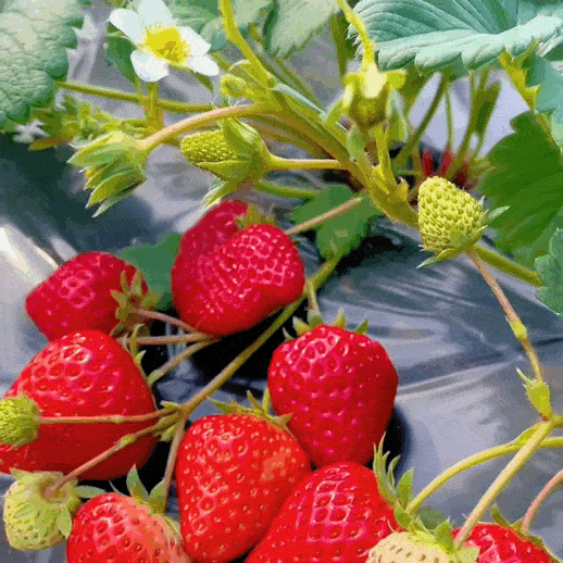 🍓 Krémové jahodové semienka