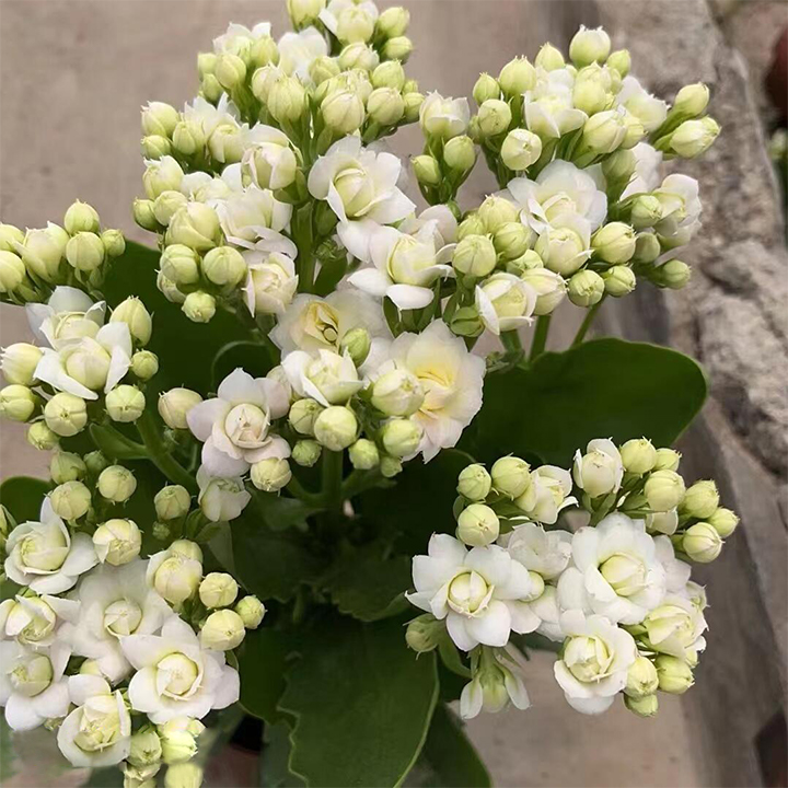 Vzácna dvojitá kalanchoe – kvitne počas všetkých štyroch ročných období 🌸