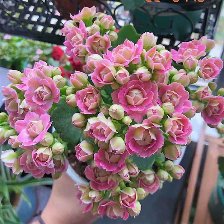Vzácna dvojitá kalanchoe – kvitne počas všetkých štyroch ročných období 🌸