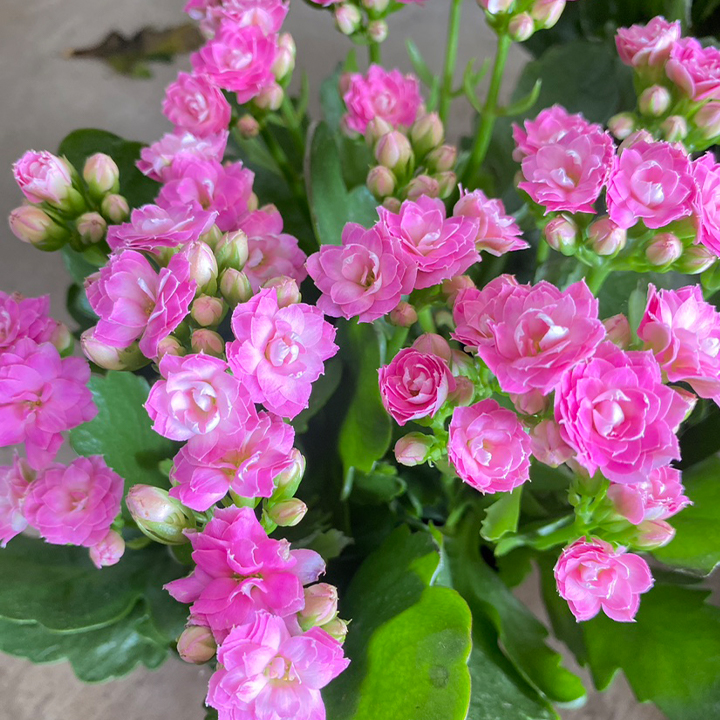 Vzácna dvojitá kalanchoe – kvitne počas všetkých štyroch ročných období 🌸