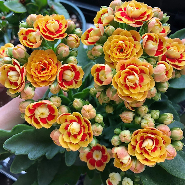 Vzácna dvojitá kalanchoe – kvitne počas všetkých štyroch ročných období 🌸