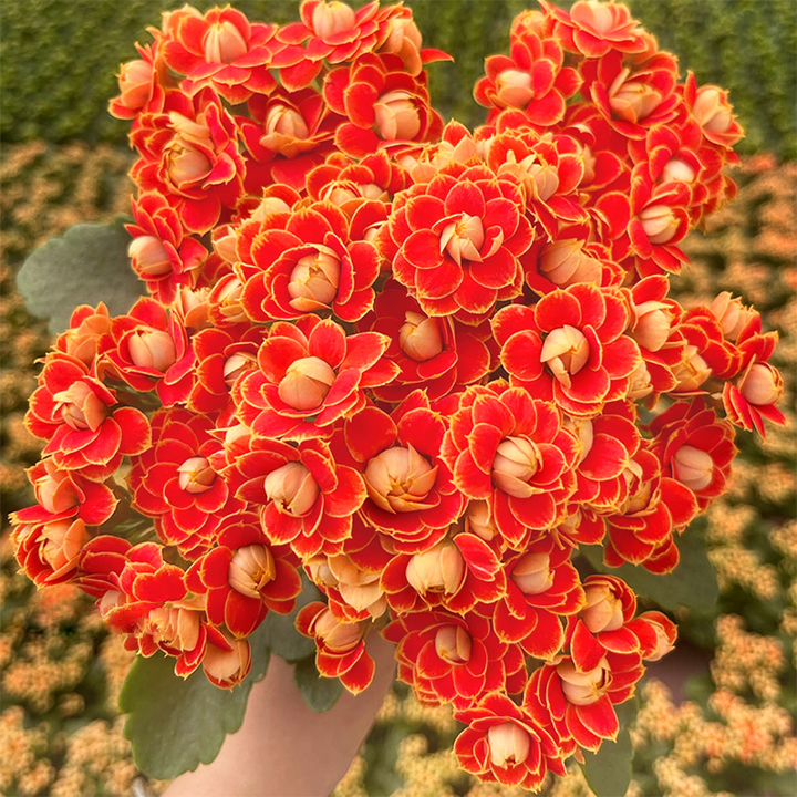 Vzácna dvojitá kalanchoe – kvitne počas všetkých štyroch ročných období 🌸