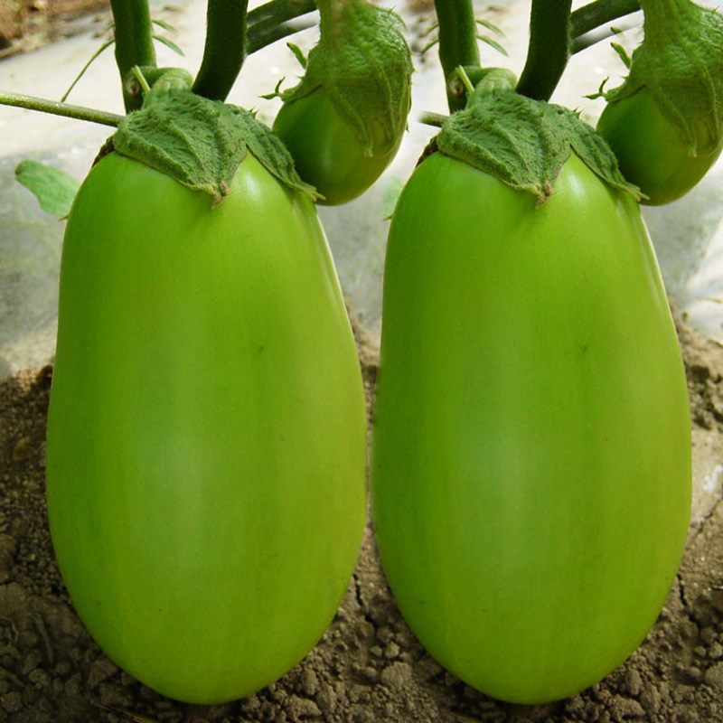🍆 Green Can Eggplant Seeds - A Flavorful and Nutritious Garden Gem!