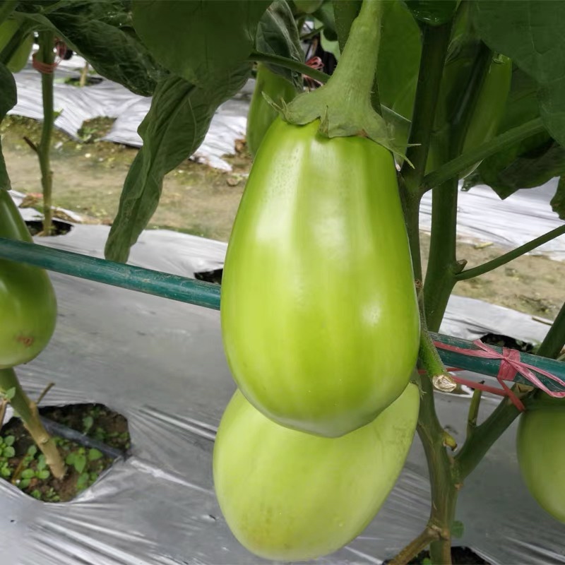 🍆 Green Can Eggplant Seeds - A Flavorful and Nutritious Garden Gem!