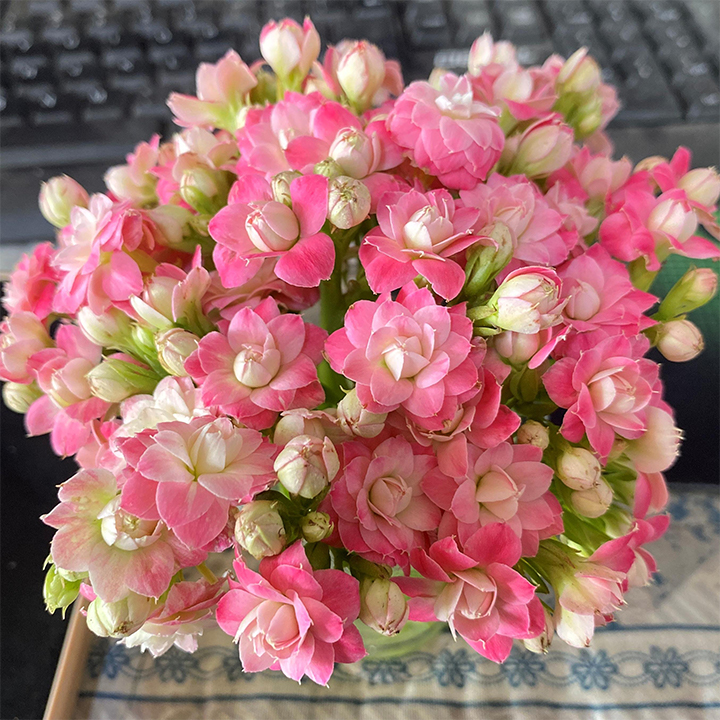 Vzácna dvojitá kalanchoe – kvitne počas všetkých štyroch ročných období 🌸