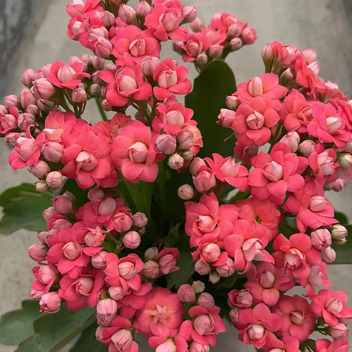 Vzácna dvojitá kalanchoe – kvitne počas všetkých štyroch ročných období 🌸