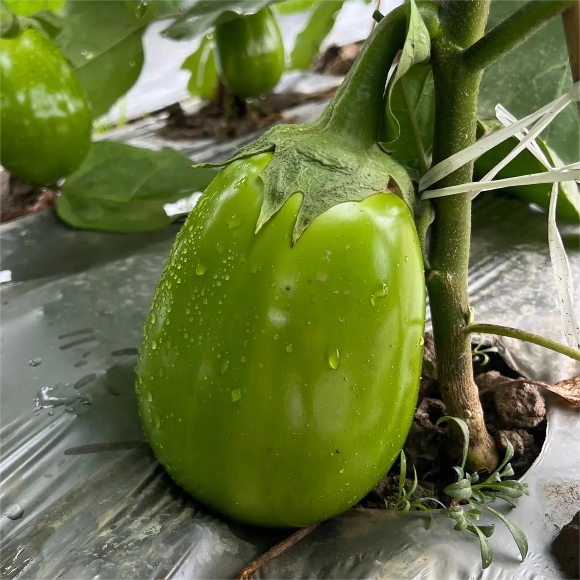 🍆 Green Can Eggplant Seeds - A Flavorful and Nutritious Garden Gem!