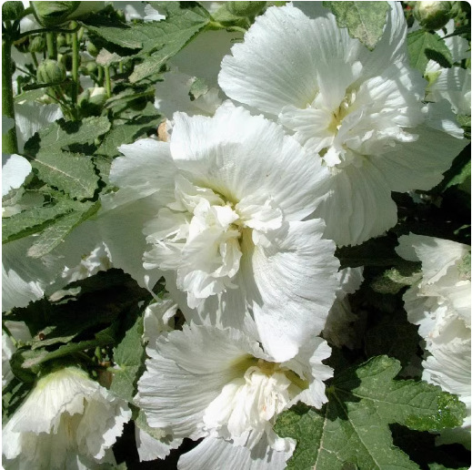 🌺 Vzácne dvojité slezové ruže – Semená odolných trvaliek | Kvitnúce krásy pre tradičnú záhradu 🌿