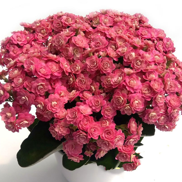 Vzácna dvojitá kalanchoe – kvitne počas všetkých štyroch ročných období 🌸