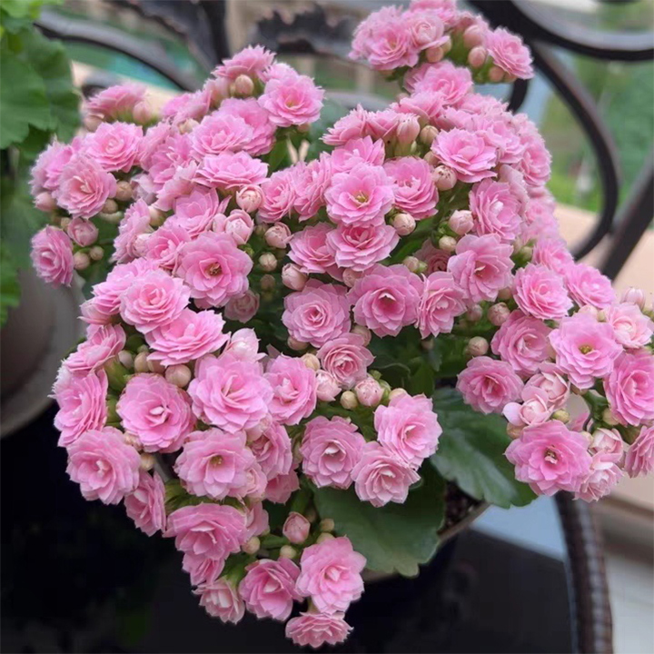 Vzácna dvojitá kalanchoe – kvitne počas všetkých štyroch ročných období 🌸