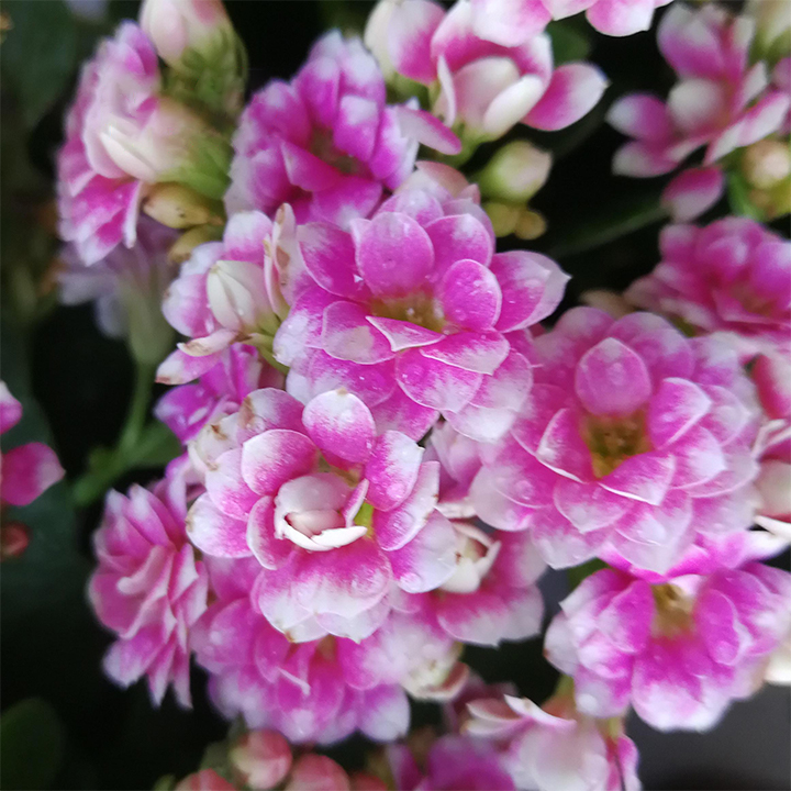 Vzácna dvojitá kalanchoe – kvitne počas všetkých štyroch ročných období 🌸
