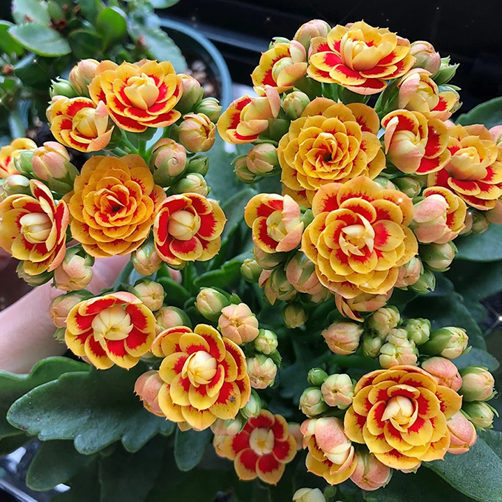 Vzácna dvojitá kalanchoe – kvitne počas všetkých štyroch ročných období 🌸