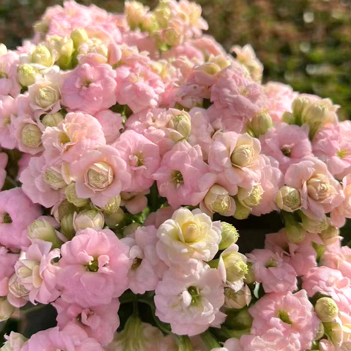 Vzácna dvojitá kalanchoe – kvitne počas všetkých štyroch ročných období 🌸