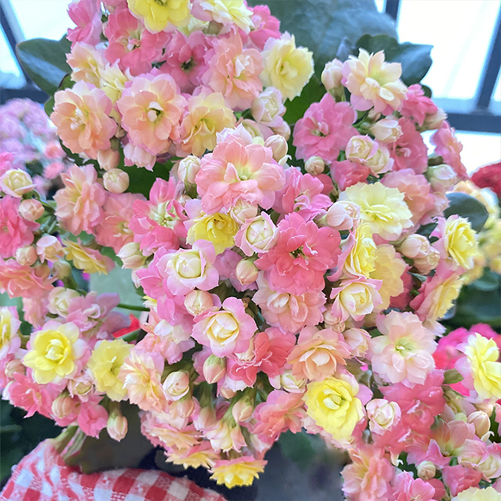 Vzácna dvojitá kalanchoe – kvitne počas všetkých štyroch ročných období 🌸