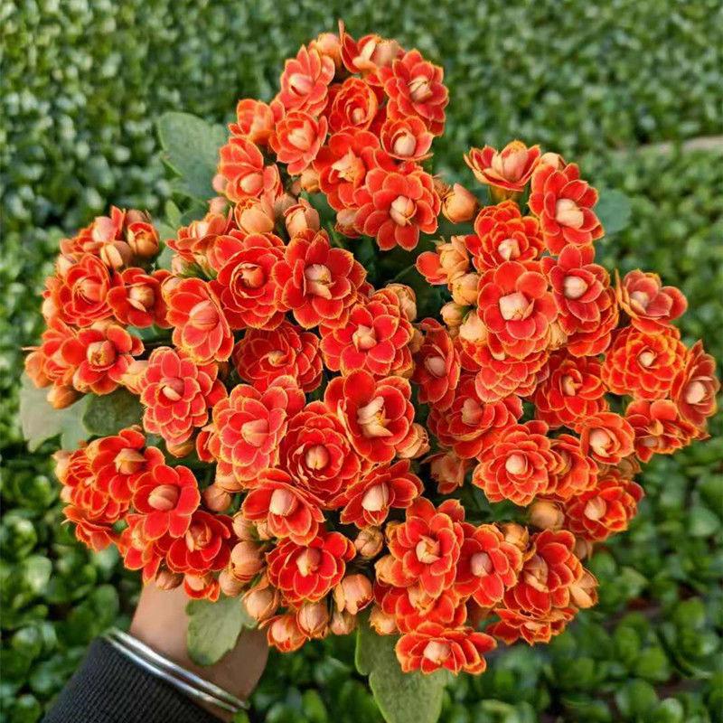 Vzácna dvojitá kalanchoe – kvitne počas všetkých štyroch ročných období 🌸