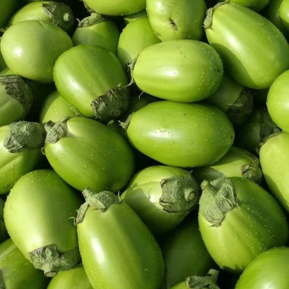 🍆 Green Can Eggplant Seeds - A Flavorful and Nutritious Garden Gem!