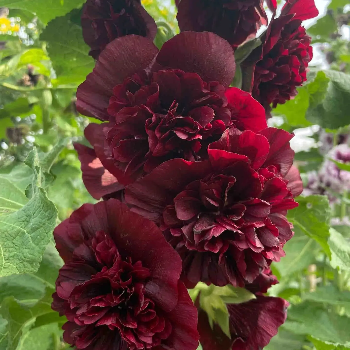 🌺 Vzácne dvojité slezové ruže – Semená odolných trvaliek | Kvitnúce krásy pre tradičnú záhradu 🌿