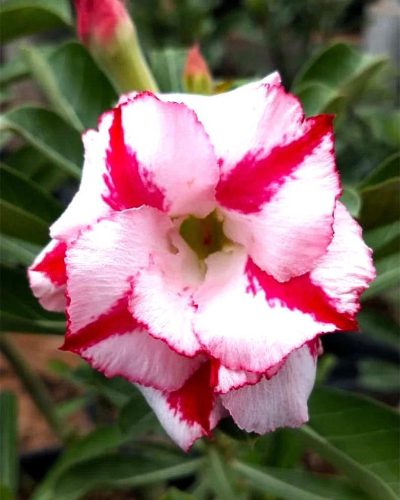 Desert Rose 🌹Striped pink and white