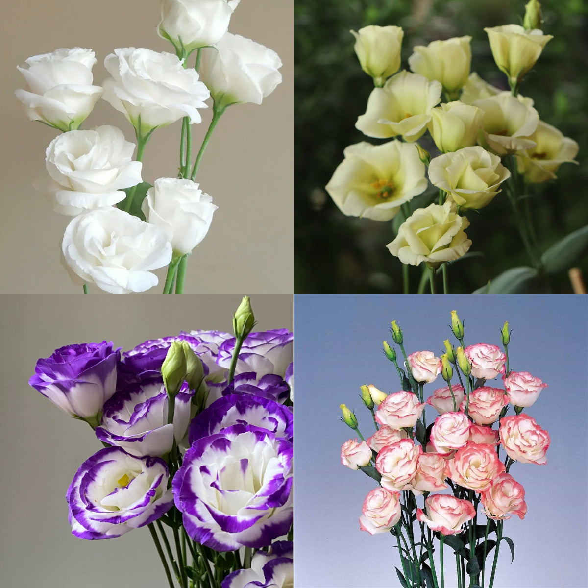 💐Lisianthus – Timeless Beauty, Everlasting Love💫