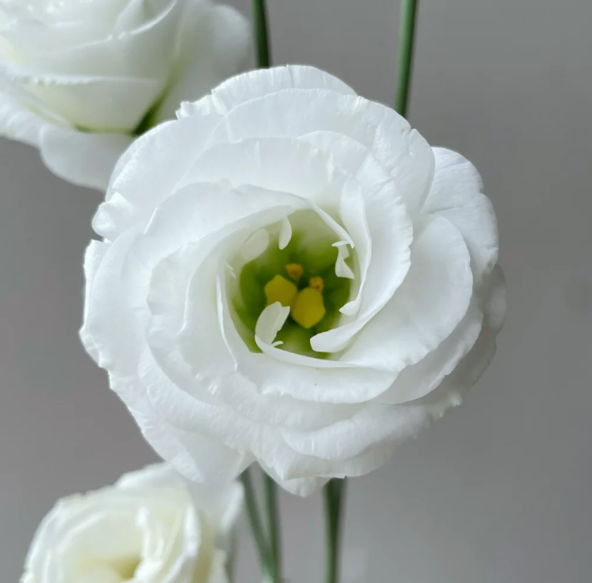 💐Lisianthus – Timeless Beauty, Everlasting Love💫