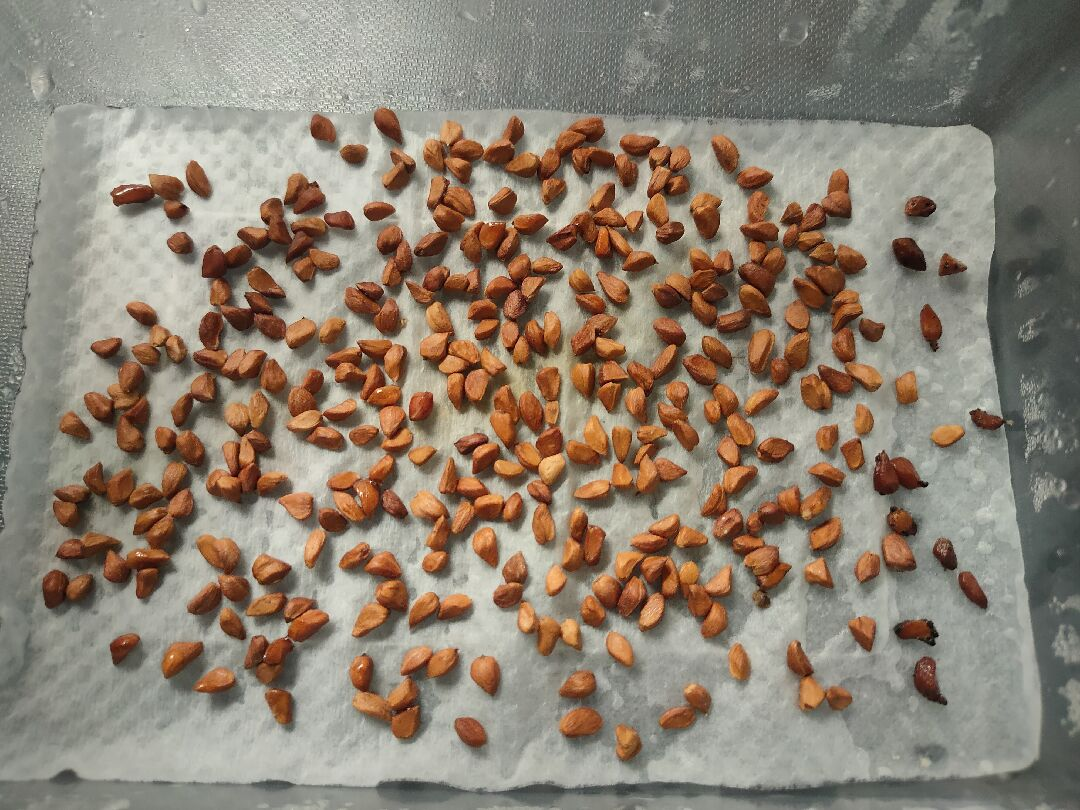 Desert Rose 🌹Striped pink and white