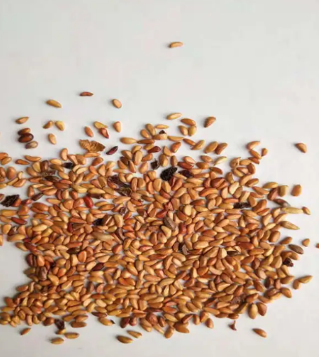 Golden Year Desert Rose