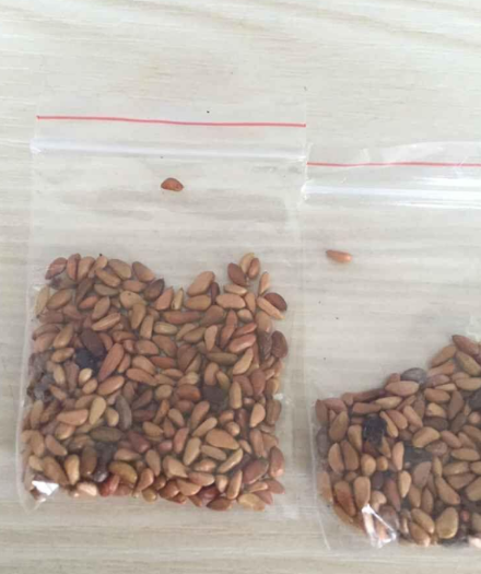 Red heart with black border desert Rose Seeds