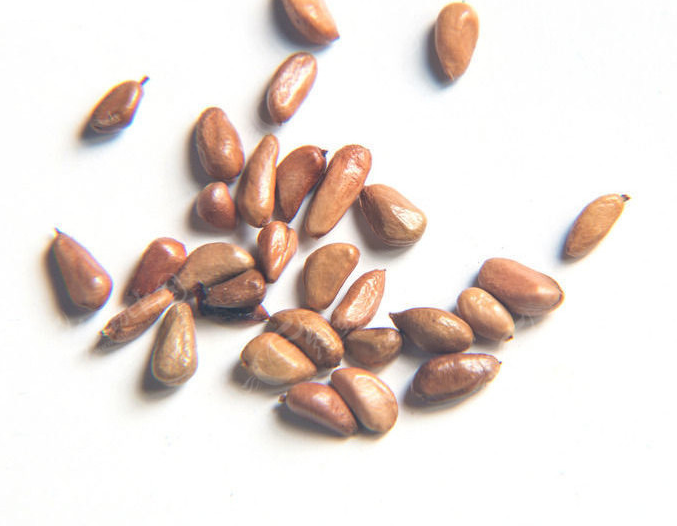 Lilac Desert Rose Seeds