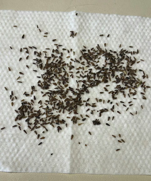 Mexican Sunflower Seeds - Yellow (Tithonia Speciosa Yellow Torch)  Seeds.