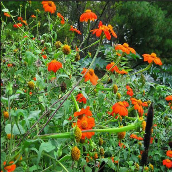 Orange Sunflower,Tithonia Speciosa Goldfinger flower Seeds