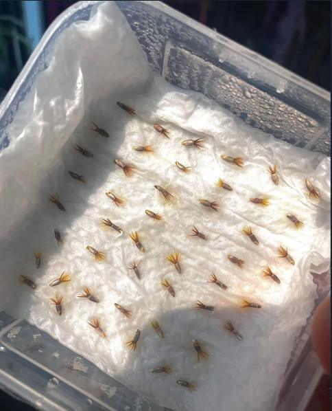 Sunflower, Kong Hybrid