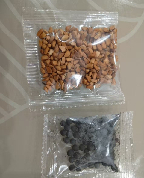 Neil Diamond Rose: A True Garden Gem ✨