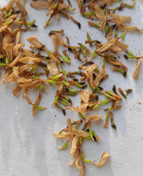 Pink gerbera flower seeds, sunflowers