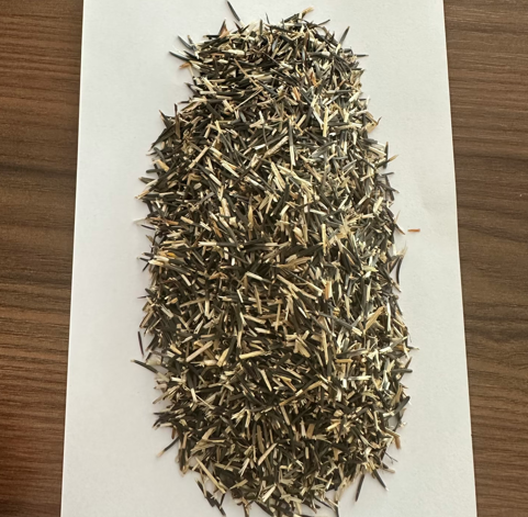 Sunflower Goldy Double F1 Organic