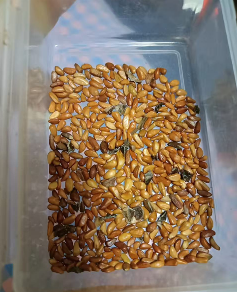 Purple Desert Rose Seeds