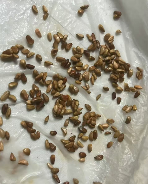 Red white roses - meteor shower roses seeds