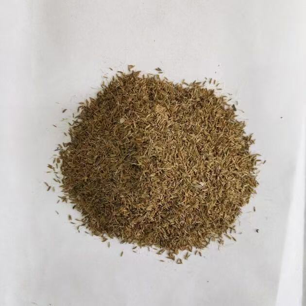 Rare Purple Rose Plant Seeds for Home Gardens