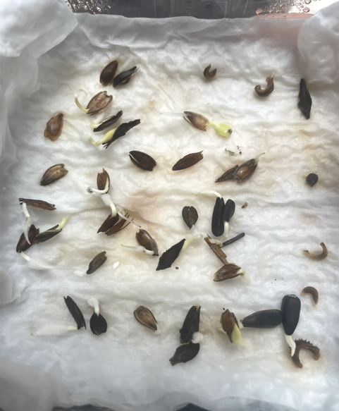 Tall Sunflowers by Height