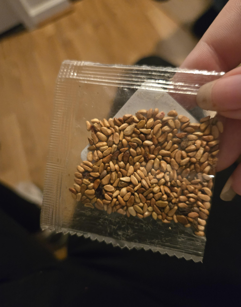 Icy Rose "Frost Queen"