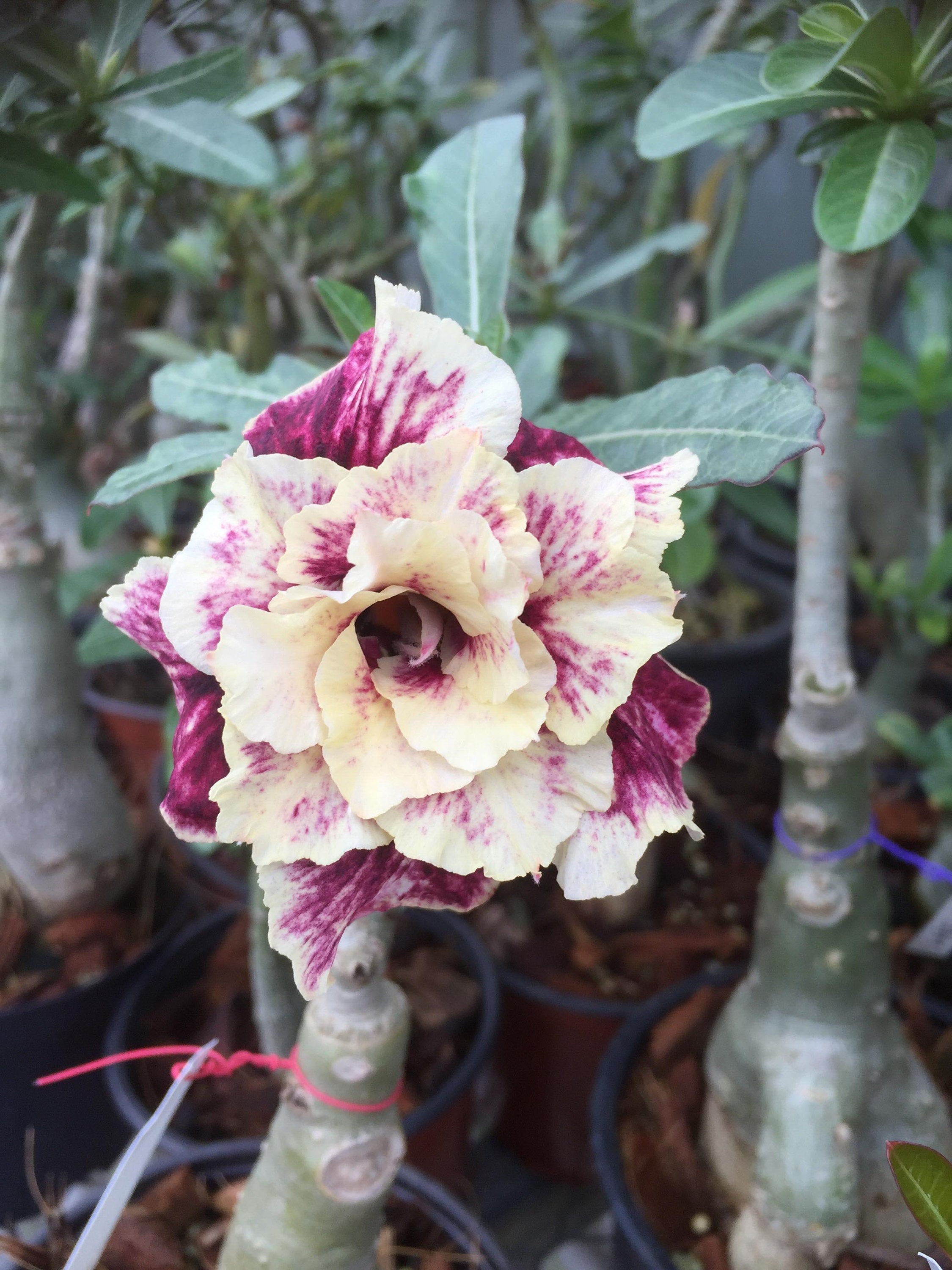 Golden Year Desert Rose