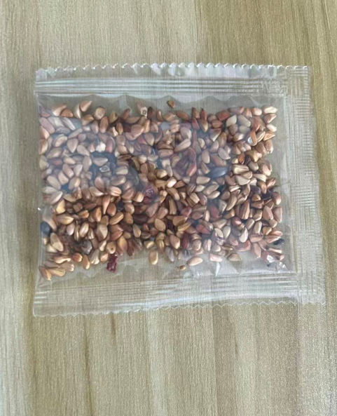 Desert Rose -- Brown Pink