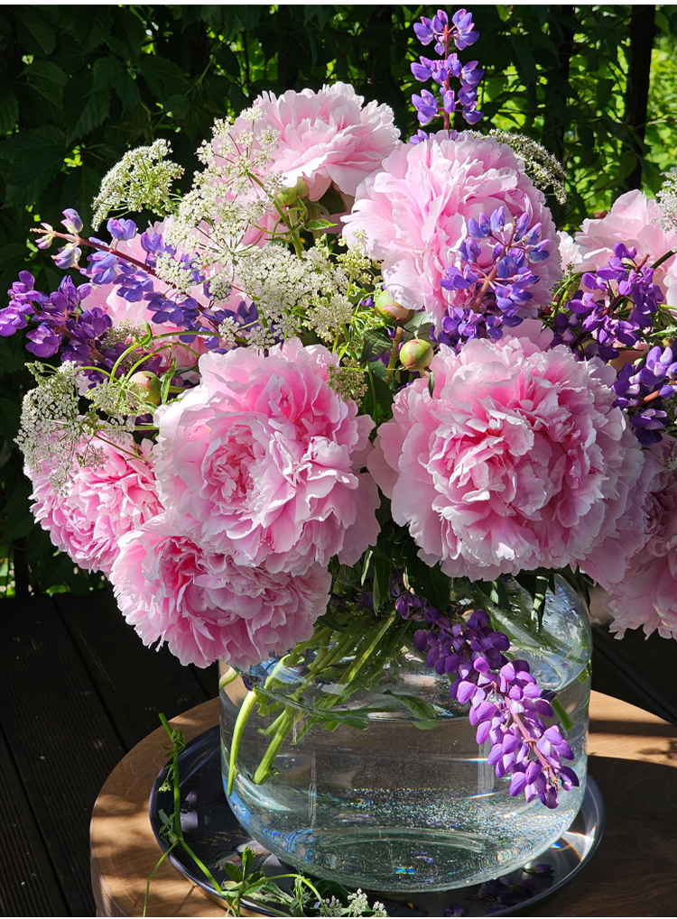 翻译件-JS-四季开花重瓣蜀葵花种-1265664-系统_08.jpg