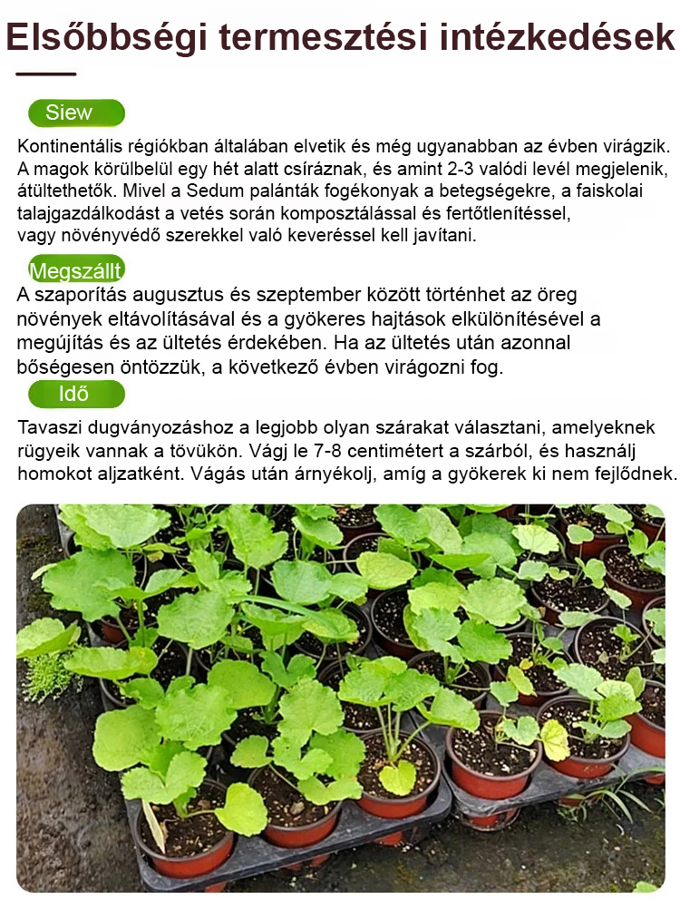 翻译件-JS-四季开花重瓣蜀葵花种-1265664-系统_11.jpg