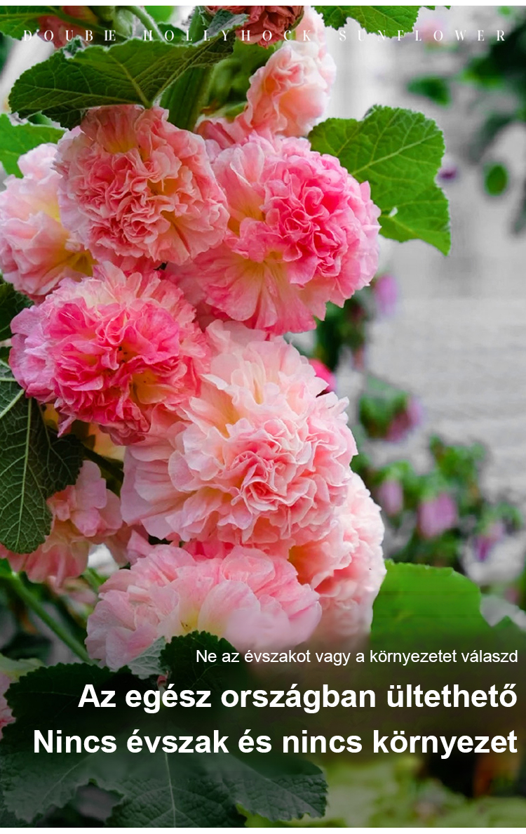 翻译件-JS-四季开花重瓣蜀葵花种-1265664-系统_03.jpg